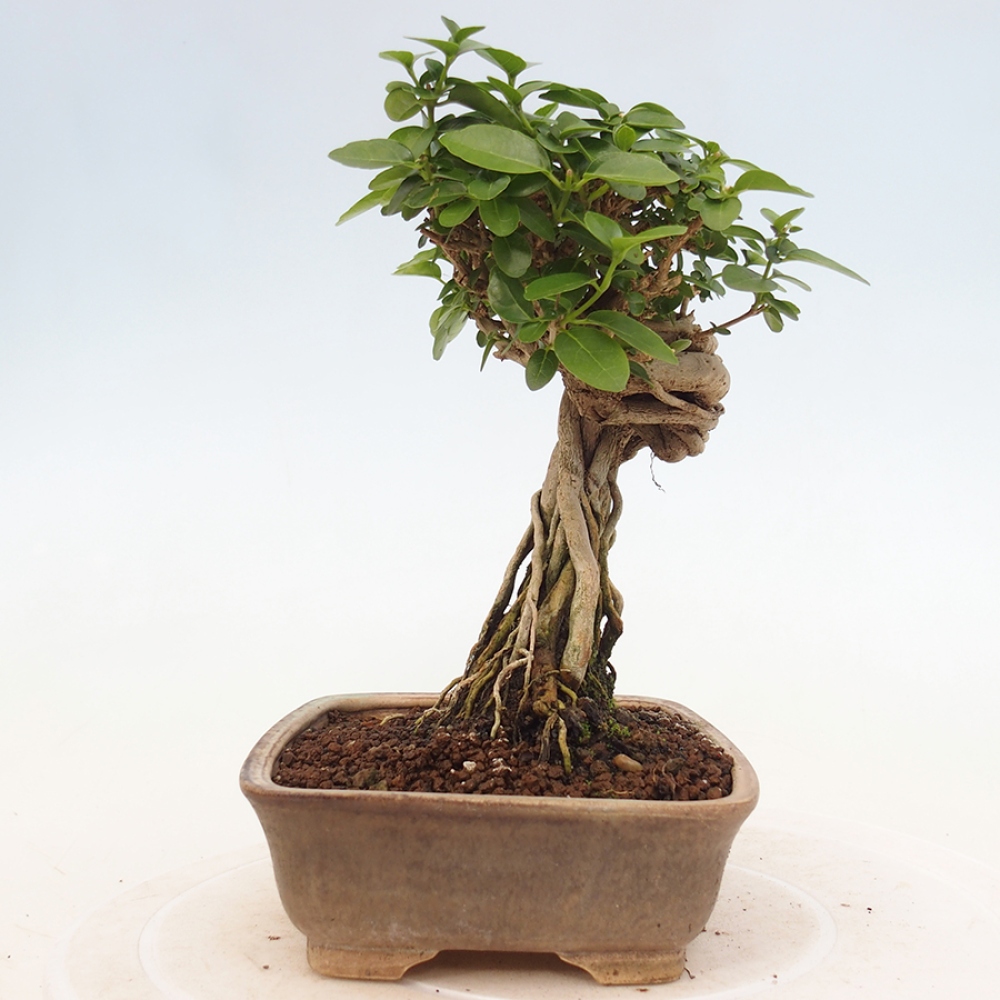 Pokojová bonsai - Premna serratifolia  - Kozlovoň malolistá