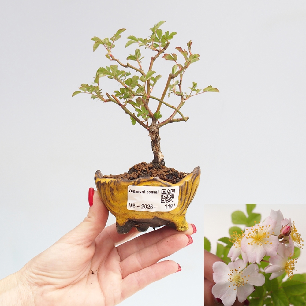 Venkovní bonsai - Rosa sp. - malokvětá růže
