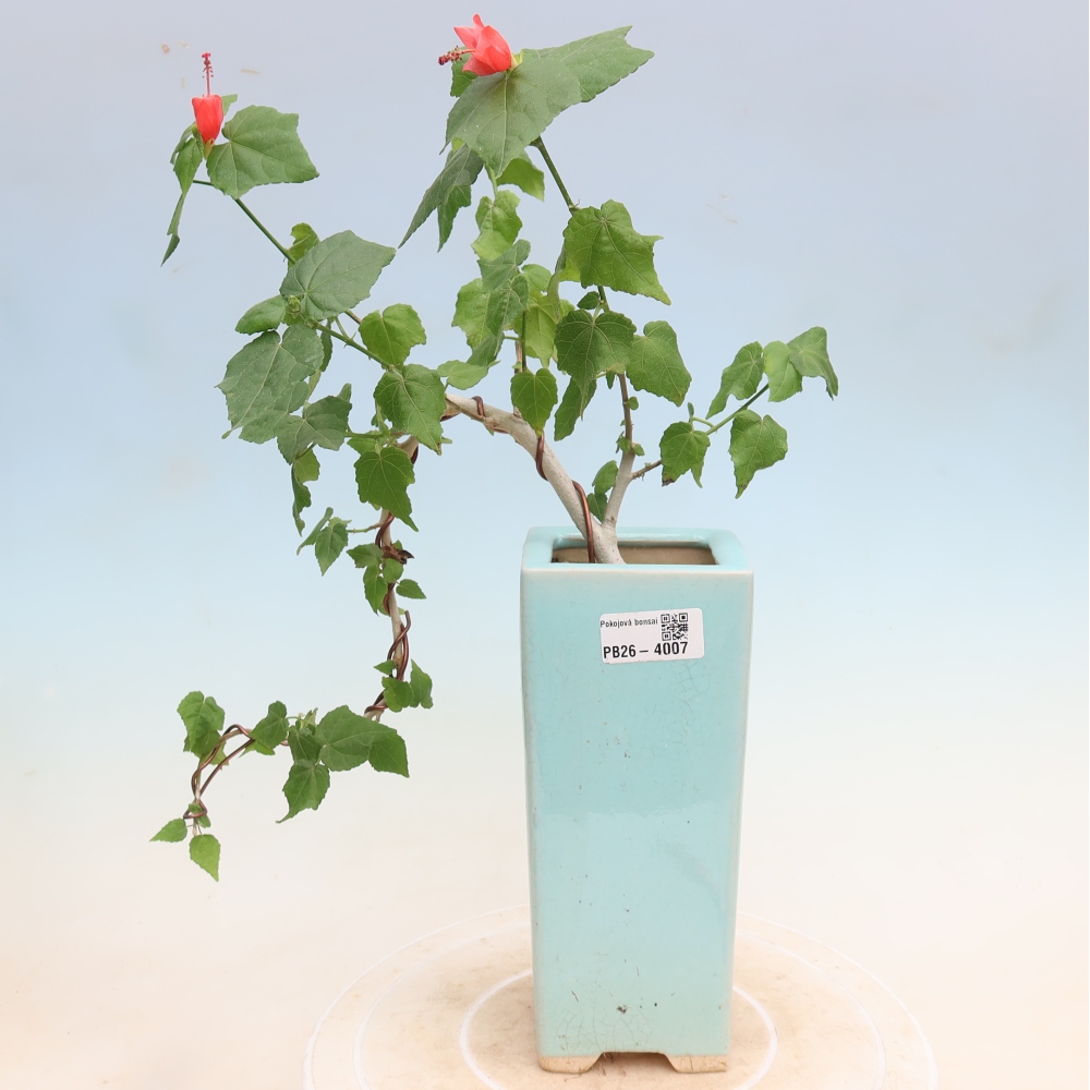 Pokojová bonsai - Malvaviscus arboreus - ibiškovec dřevnatý
