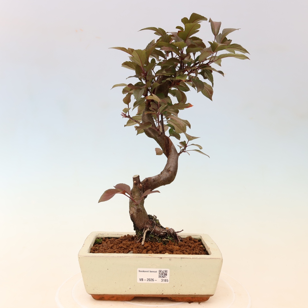 Venkovní bonsai -Malus domestica - Maloplodá jabloň červenolistá