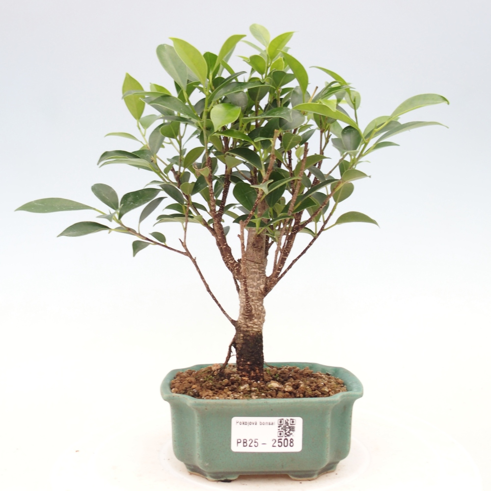 Pokojová bonsai Ficus retusa kimmen