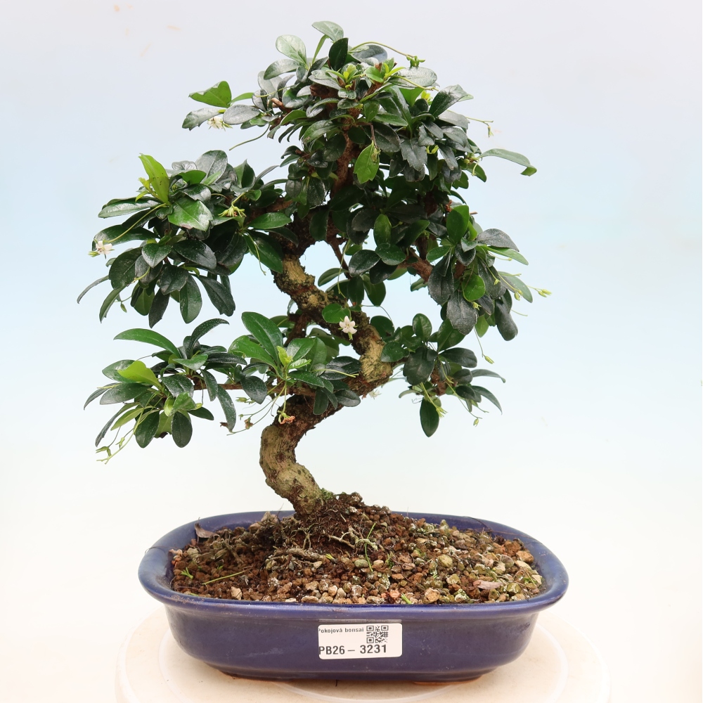 Pokojová bonsai - Carmona macrophylla - Čaj fuki