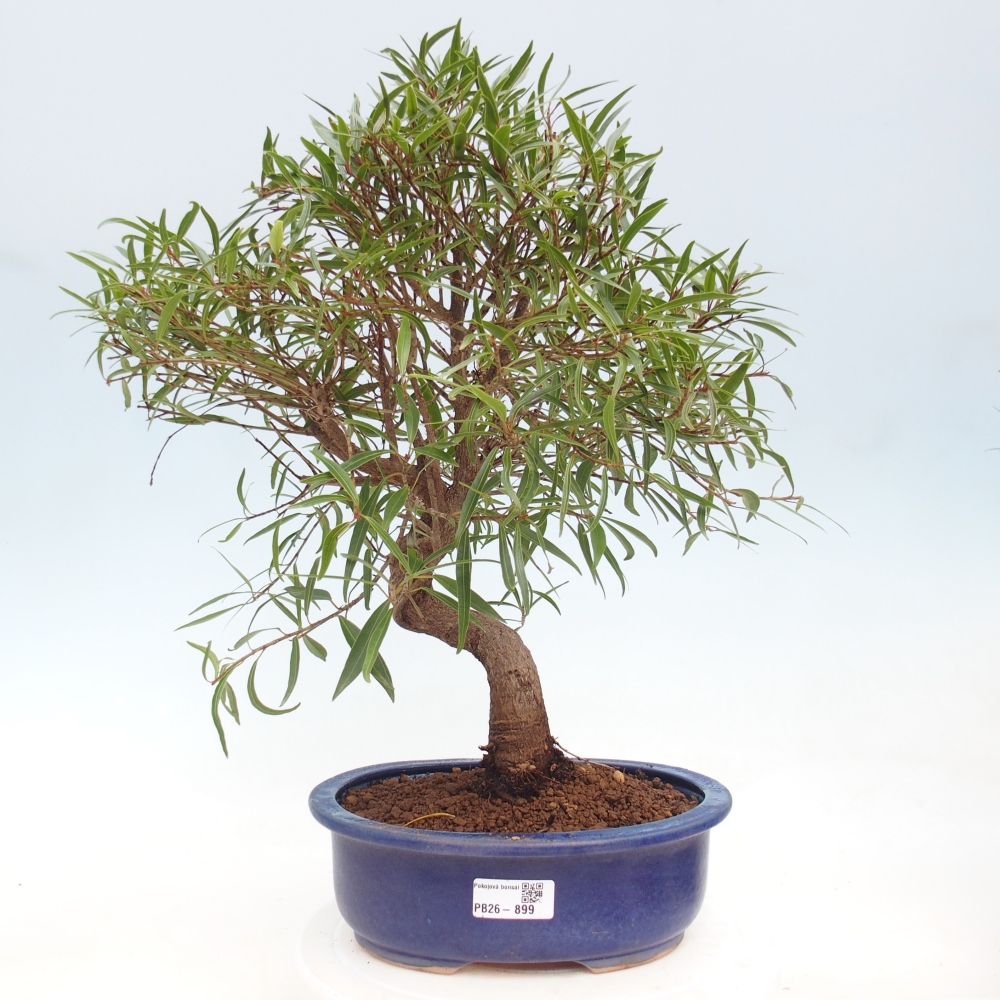 Pokojová bonsai - Ficus nerifolia -  malolistý fíkus