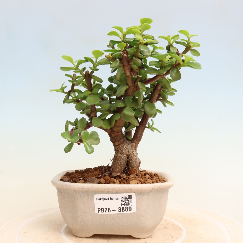 Pokojová bonsai - Portulakaria Afra - Tlustice