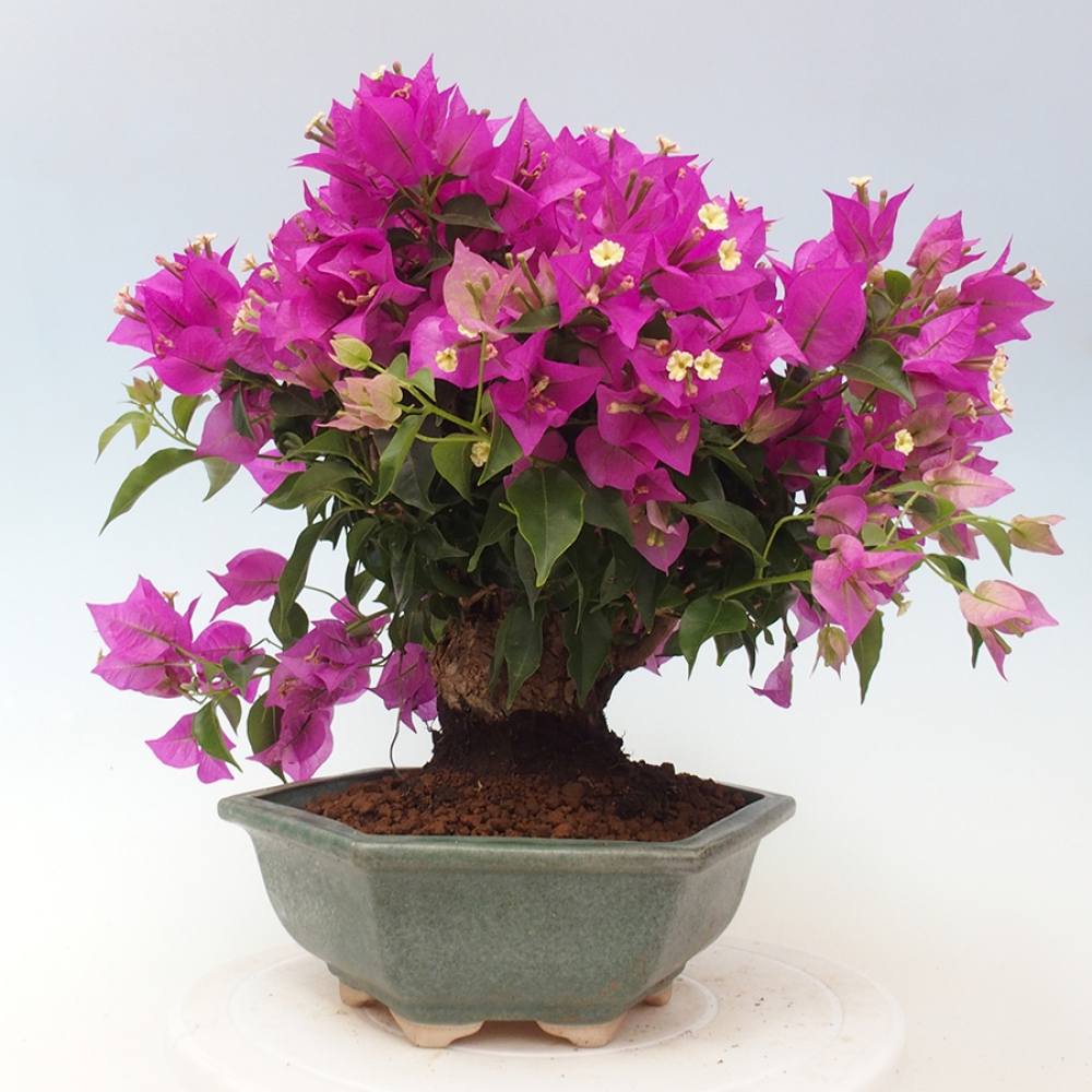 Pokojová bonsai - Bouganwilea