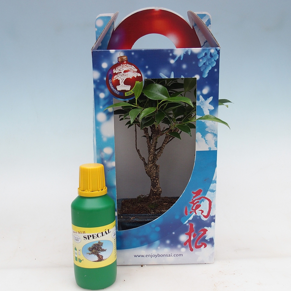 Pokojová bonsai v dárkové krabičce Ficus retusa - malolistý fíkus