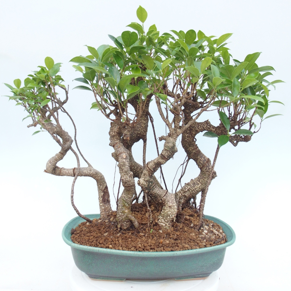 Pokojová bonsai - Ficus kimmen -  malolistý fíkus