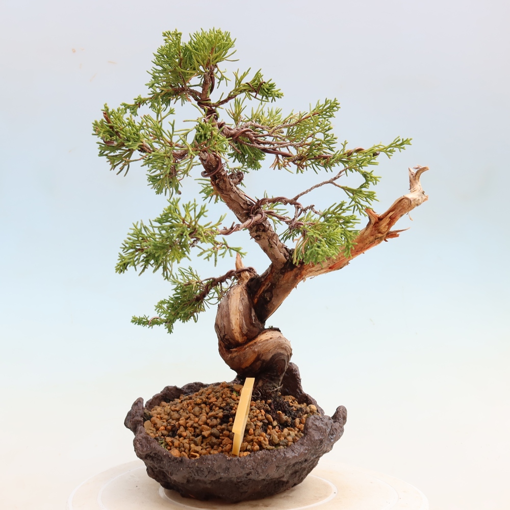 Venkovní bonsai - Juniperus chinensis Itoigawa-Jalovec čínský