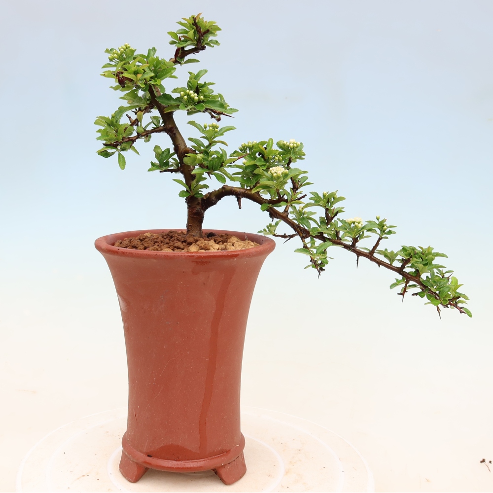 Venkovní bonsai - Pyracantha teton - Hlohyně šarlatová