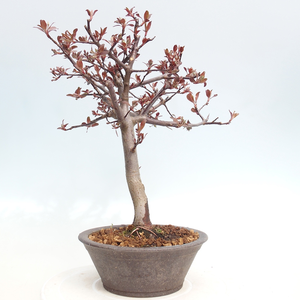 Venkovní bonsai -Malus domestica - Maloplodá jabloň červenolistá