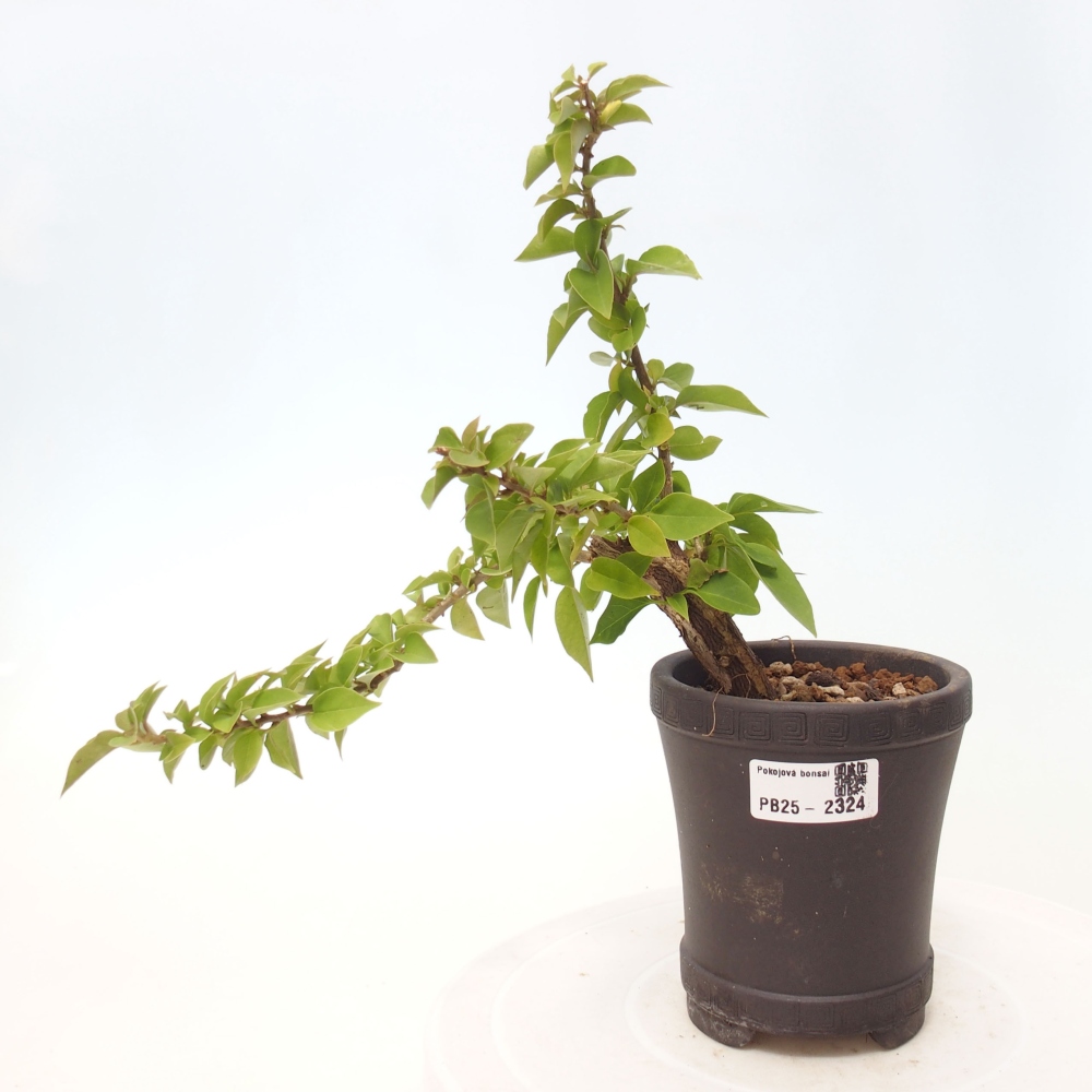 Pokojová bonsai - Bouganwilea