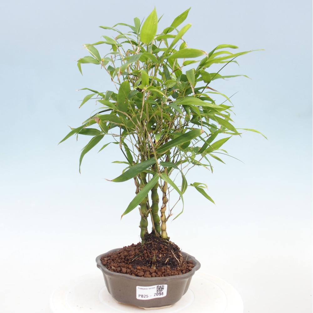Pokojová bonsai - Bambus budha-Bambus budhovo břicho