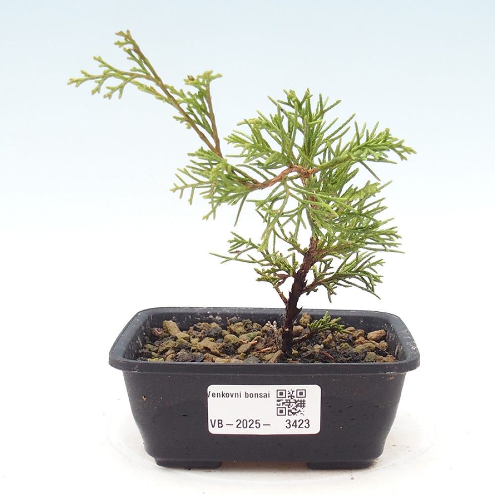 Venkovní bonsai - Juniperus chinensis Itoigawa -Jalovec čínský