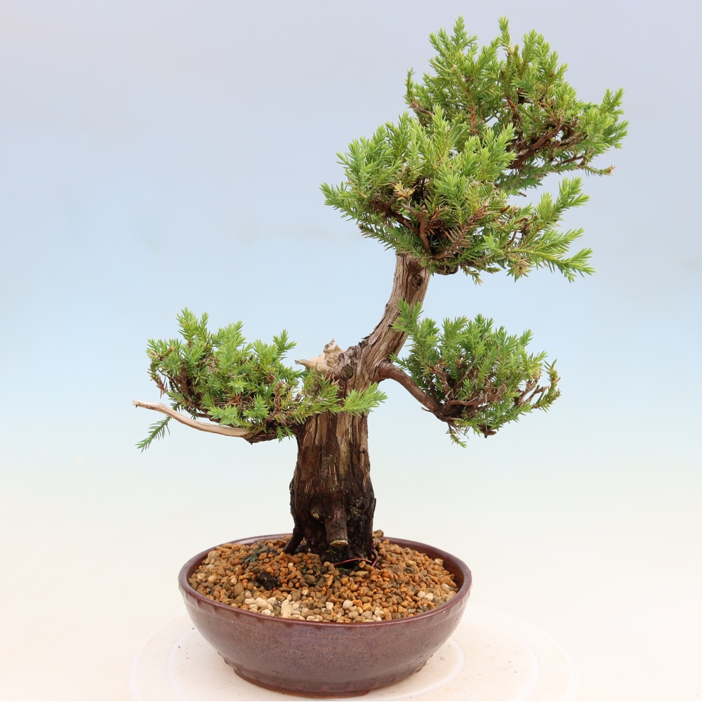 Venkovní bonsai - Juniperus squamata – Jalovec šupinatý