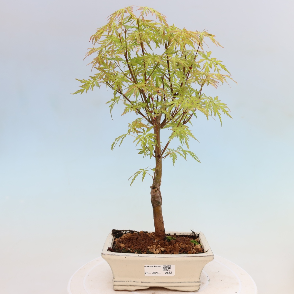 Venkovní bonsai - Acer palmatum Dissectum - Javor dlanitolistý 