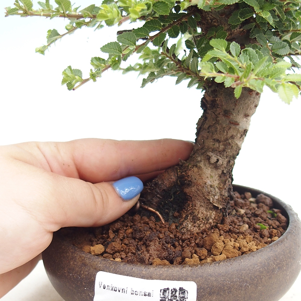 Venkovní bonsai - Ulmus parvifolia Hokkaido - jilm Činski