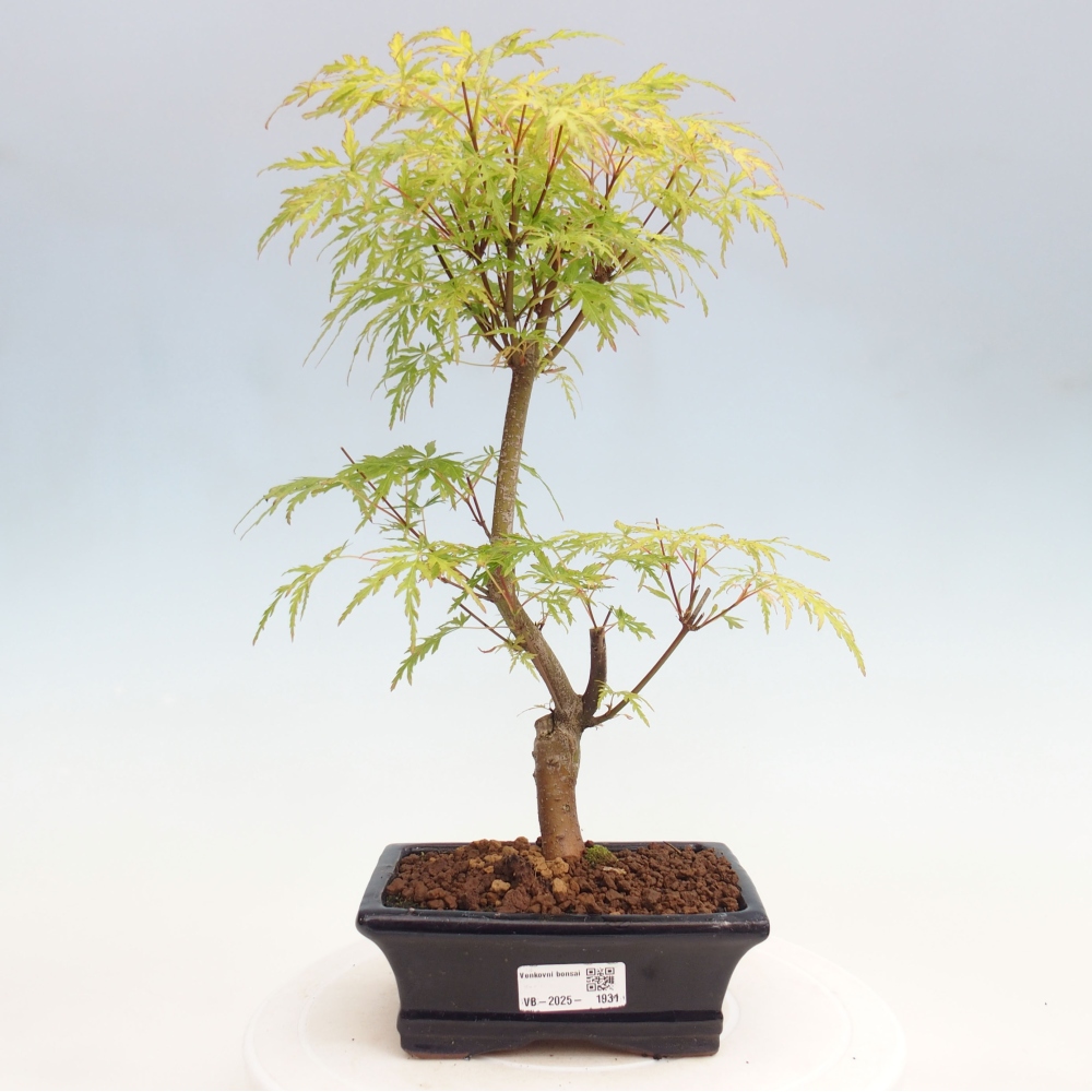 Venkovní bonsai - Acer palmatum Dissectum - Javor dlanitolistý 