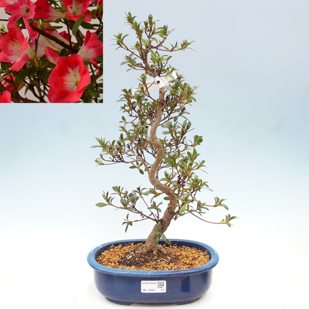 Venkovní bonsai - Japonská azalka - Azalea Beniko