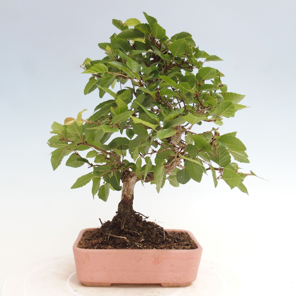 Venkovní bonsai -Carpinus CARPINOIDES - Habr korejský