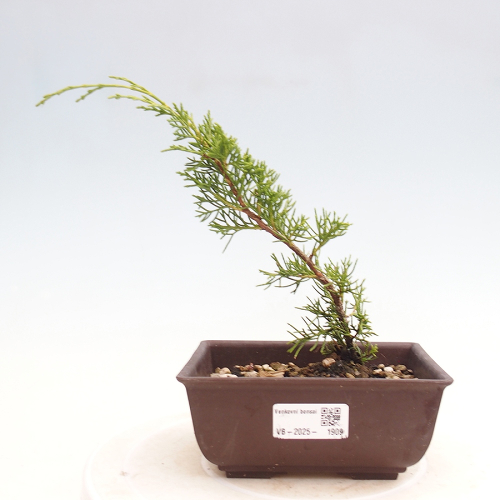 Venkovní bonsai - Juniperus chinensis Itoigawa -Jalovec čínský