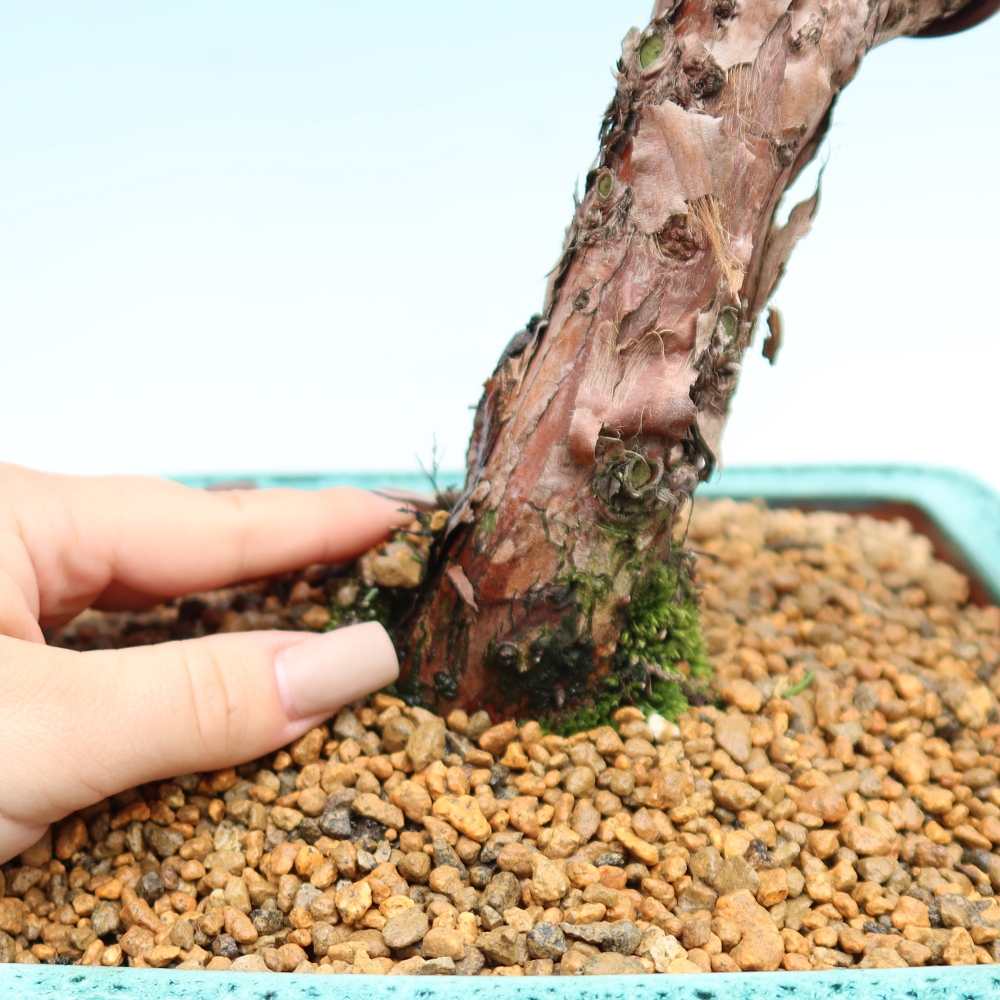 Venkovní bonsai - Juniperus chinensis Kishu -Jalovec čínský