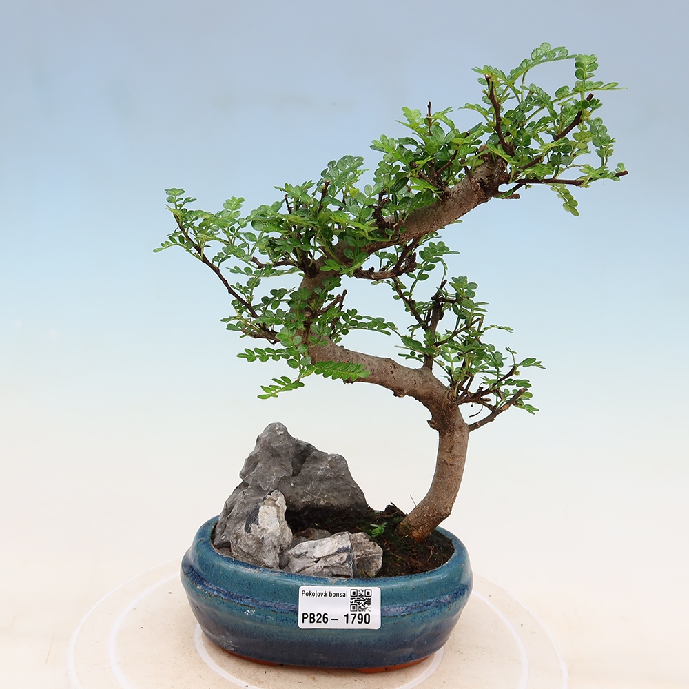 Pokojová bonsai - Zantoxylum piperitum - Pepřovník