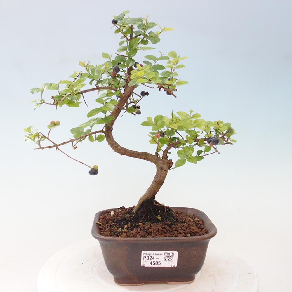 Pokojová bonsai - Sagerécie thea - Sagerécie thea