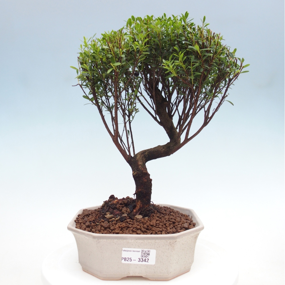 Pokojová bonsai - Syzygium - Pimentovník