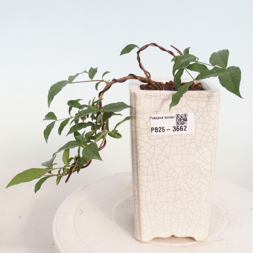 Pokojová bonsai - Malpighia coccigera- Barbdorská třešeň