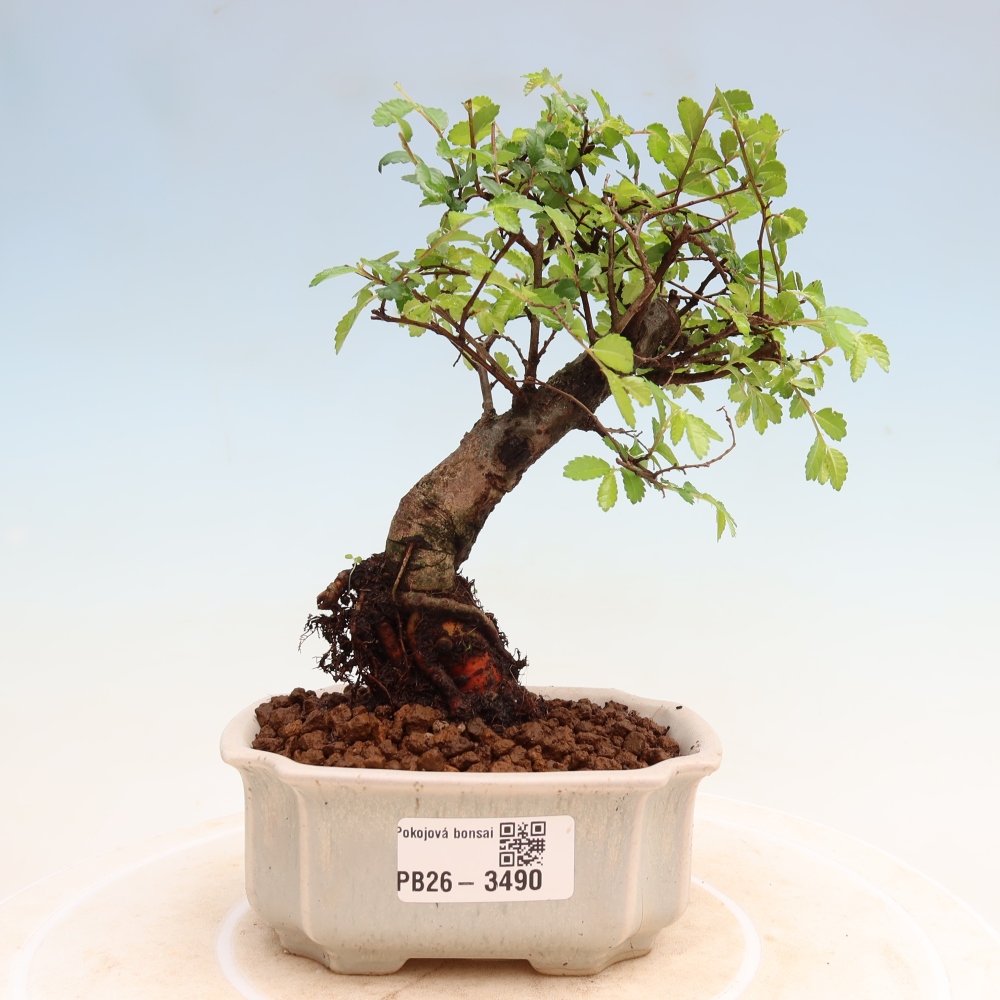 Pokojová bonsai - Ulmus parvifolia - Malolistý jilm