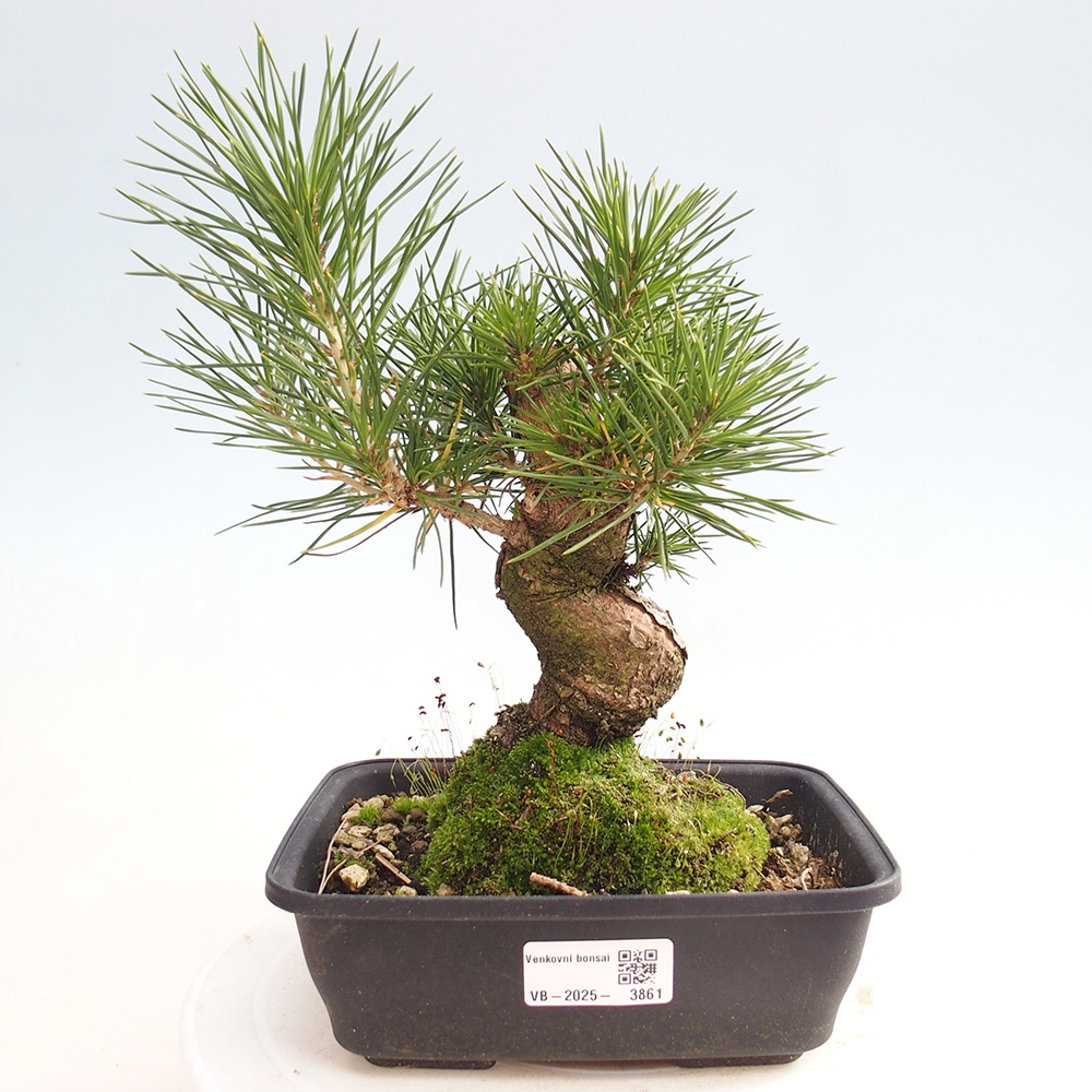 Venkovní bonsai - Pinus thunbergii - Borovice thunbergova