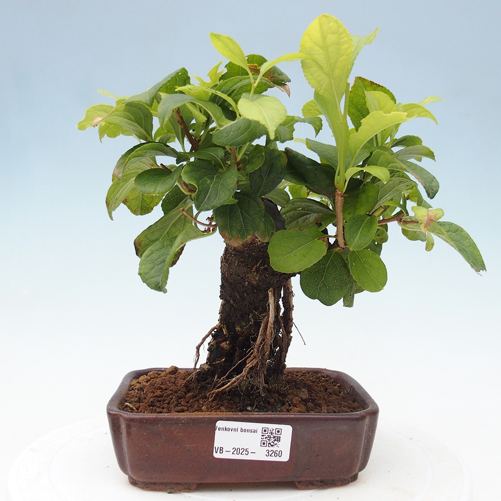 Venkovní bonsai - Celastrus  orbiculatus - Jesenec okrouhlolistý