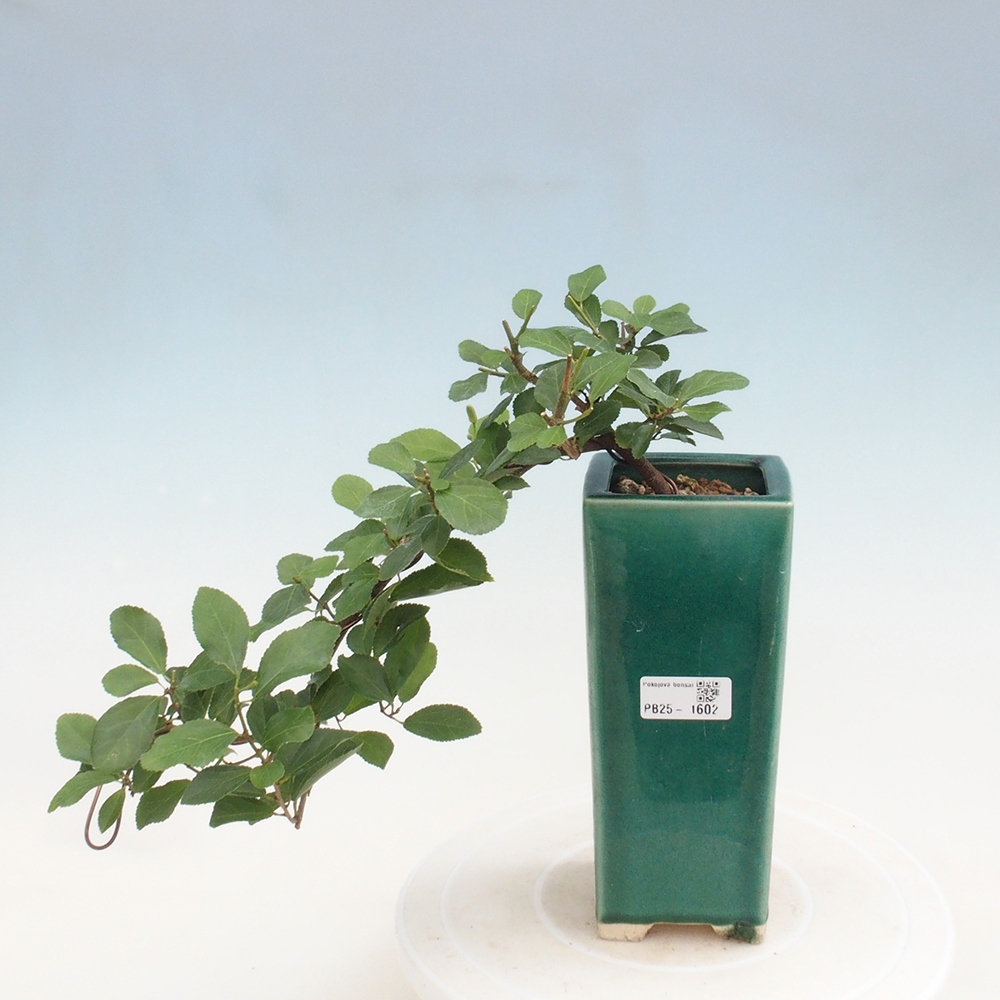 Pokojová bonsai - Grewia occidentalis - Hvězdice levandulová