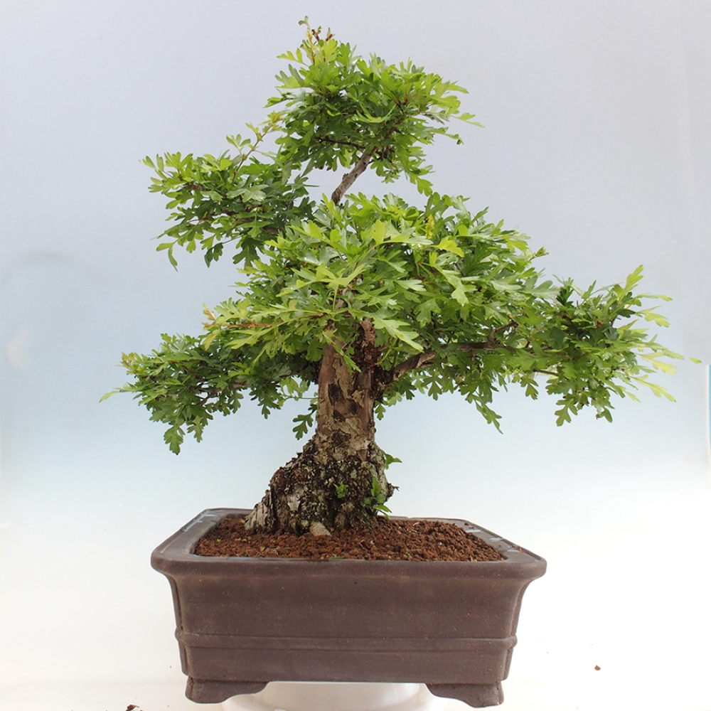 Venkovní bonsai - Hloh - Crataegus monogyna