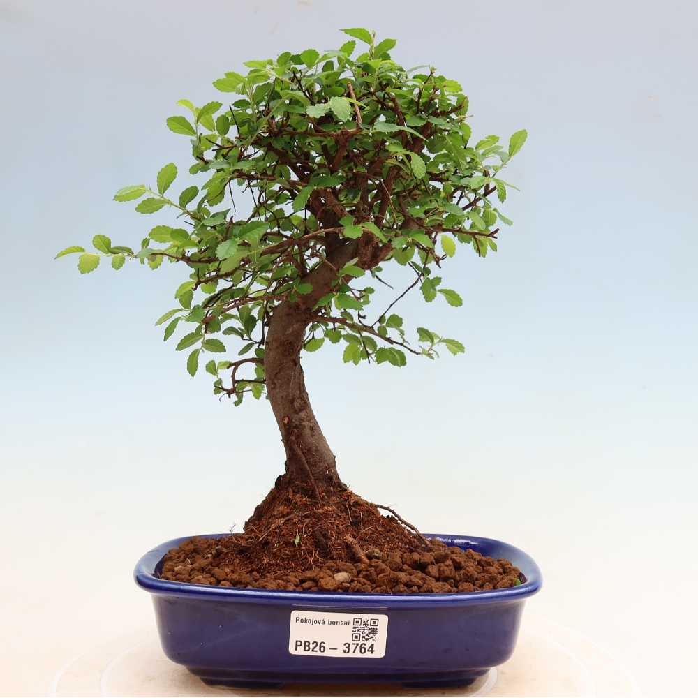 Pokojová bonsai - Ulmus parvifolia - Malolistý jilm