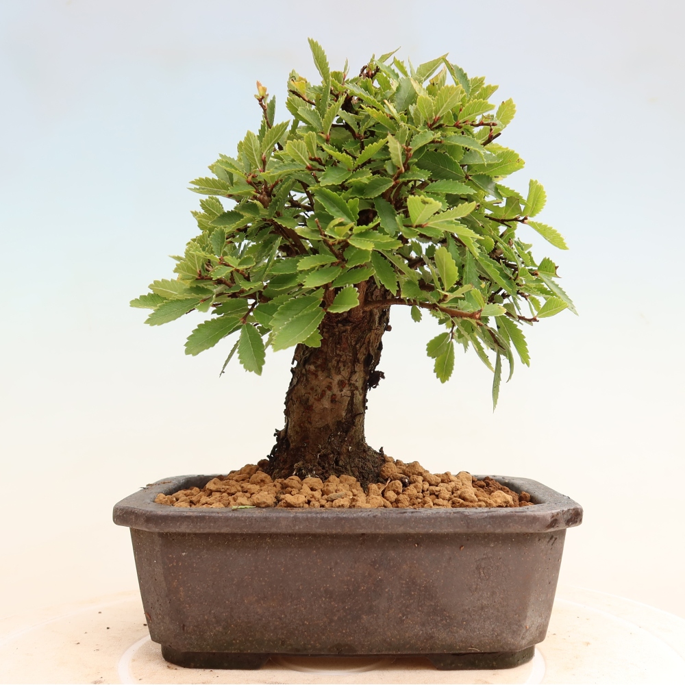 Venkovní bonsai - Zelkova - Zelkova NIRE