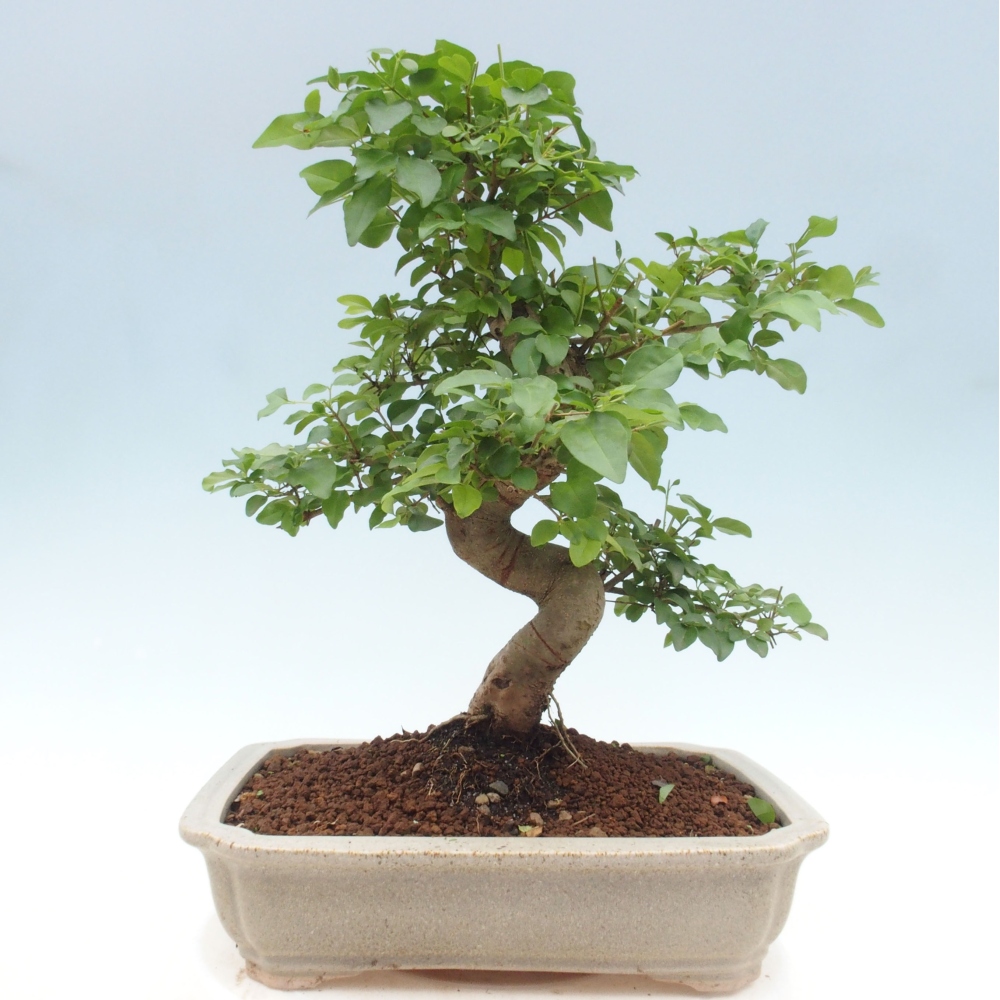 Pokojová bonsai -Ligustrum chinensis - Ptačí zob