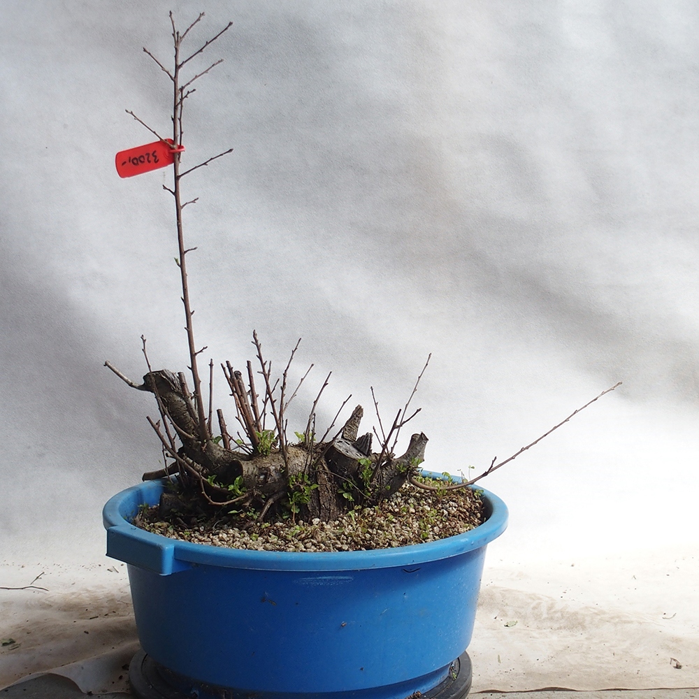 Venkovní bonsai -Mahalebka - Prunus mahaleb