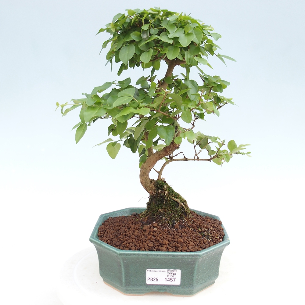 Pokojová bonsai -Ligustrum chinensis - Ptačí zob