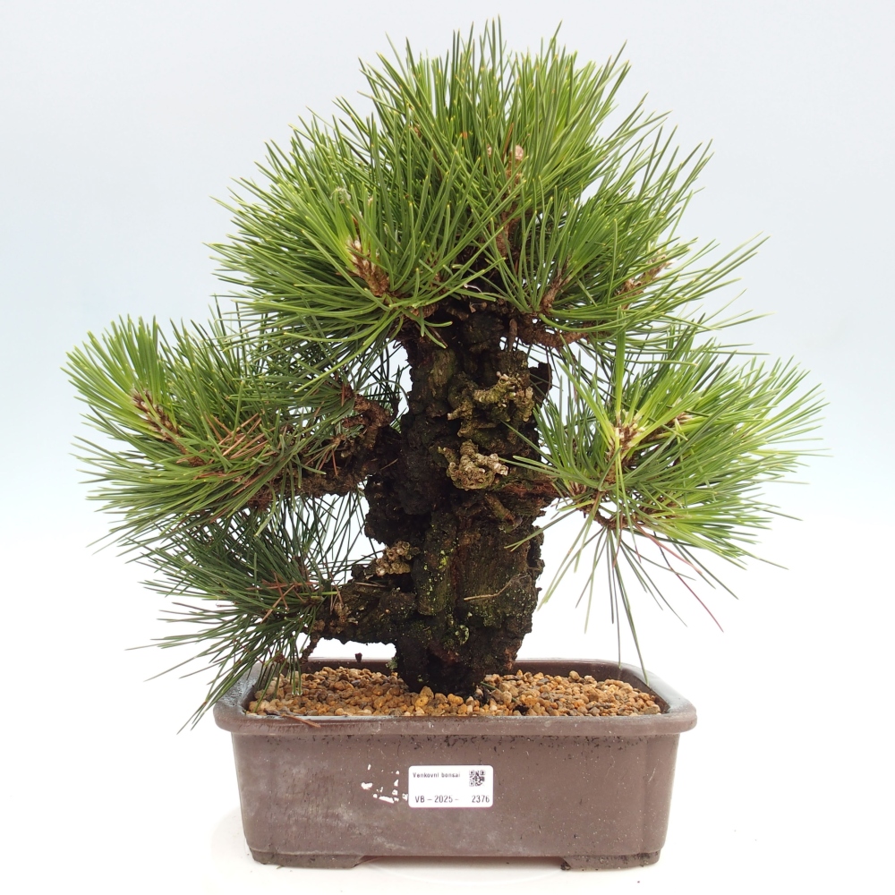 Venkovní bonsai - Pinus thunbergii - Borovice thunbergova