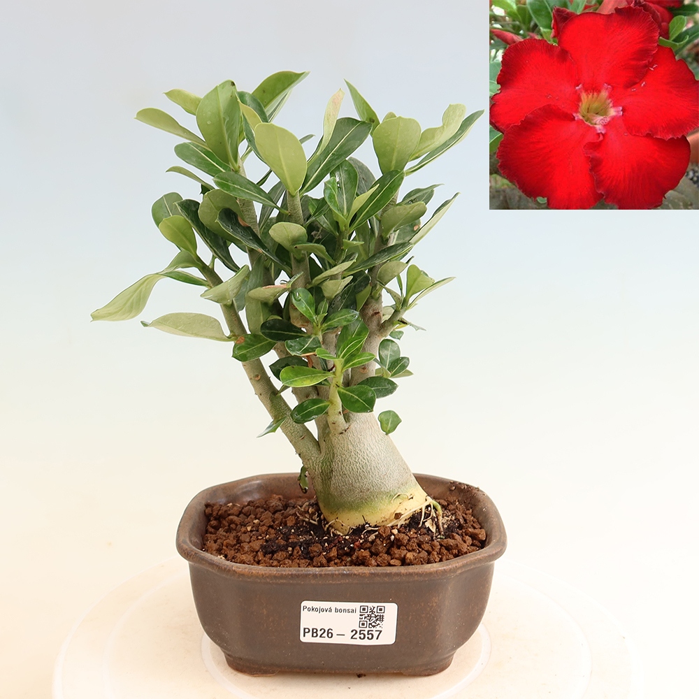 Pokojová bonsai - Adenium obesum Red Star - Pouštní růže