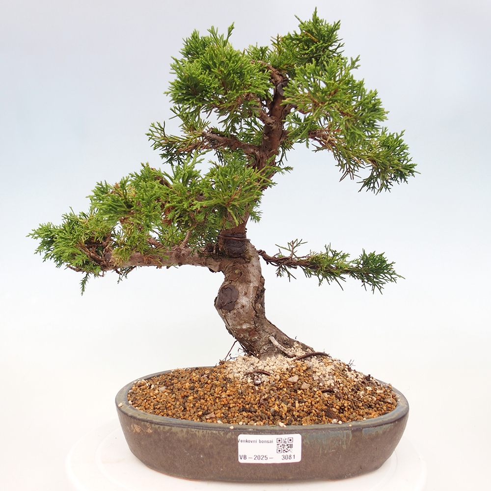 Venkovní bonsai - Juniperus chinensis Itoigawa -Jalovec čínský