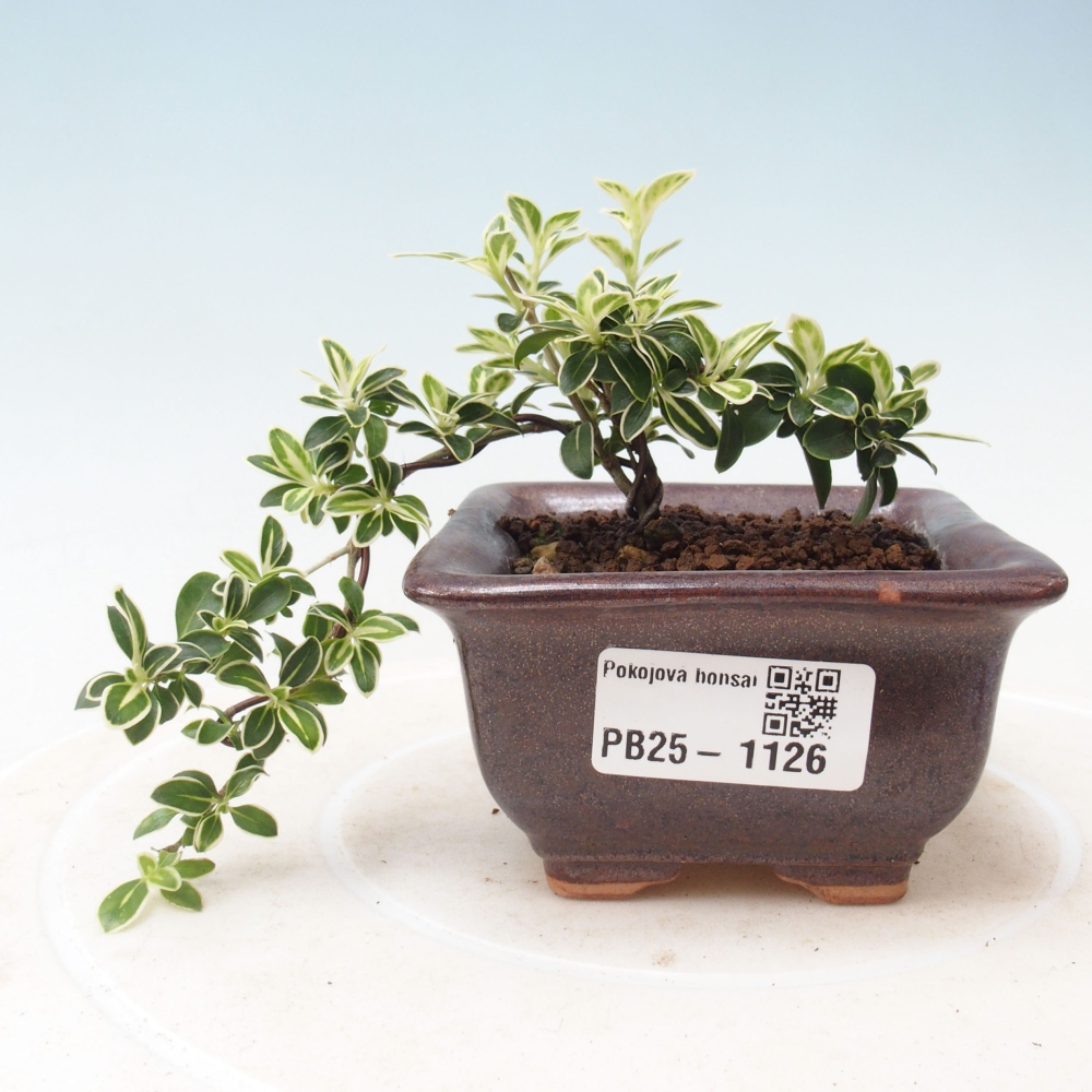 Pokojová bonsai - Serissa foetida Variegata - Strom tisíce hvězd