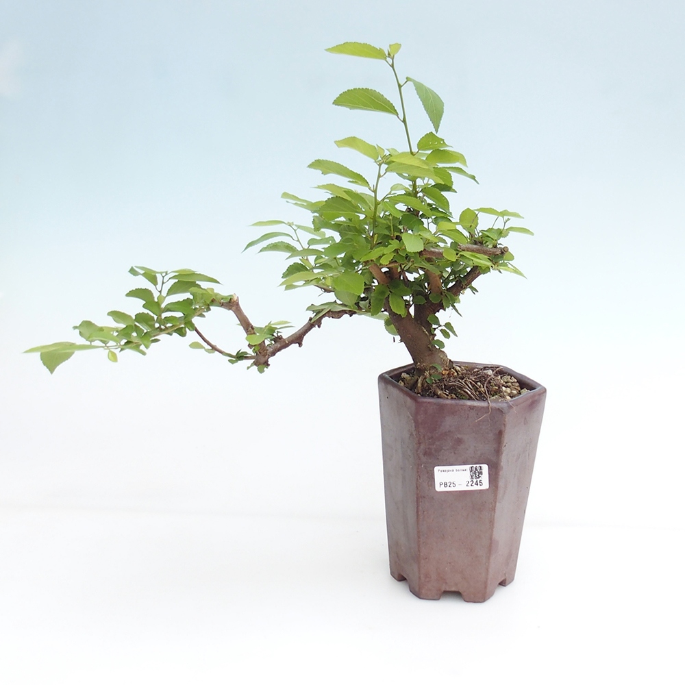 Pokojová bonsai - Grewia occidentalis - Hvězdice levandulová