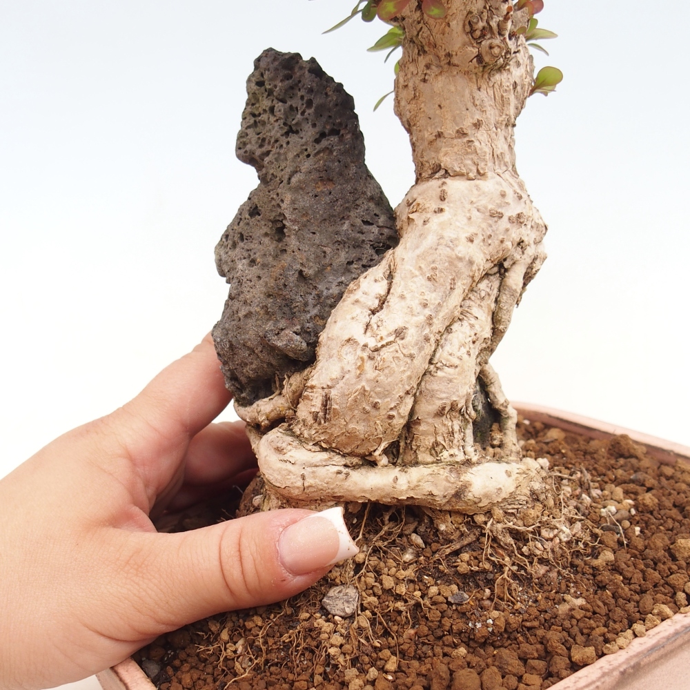 Venkovní bonsai - Berberis coreana - Dřištál korejský
