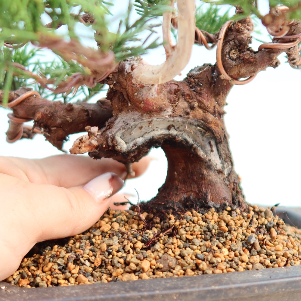 Venkovní bonsai - Juniperus chinensis Itoigawa -Jalovec čínský