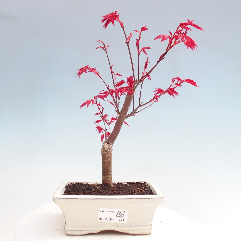 Venkovní bonsai - Javor dlanitolistý - Acer palmatum DESHOJO