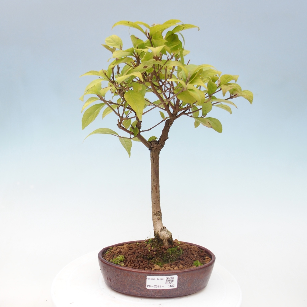 Venkovní bonsai - krásnoplodka - Callicarpa japonica