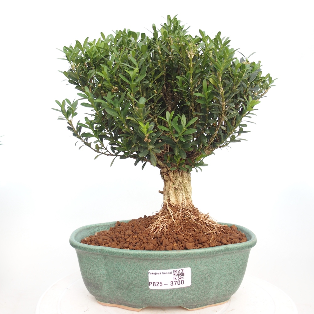 Pokojová bonsai - Buxus harlandii - korkový buxus