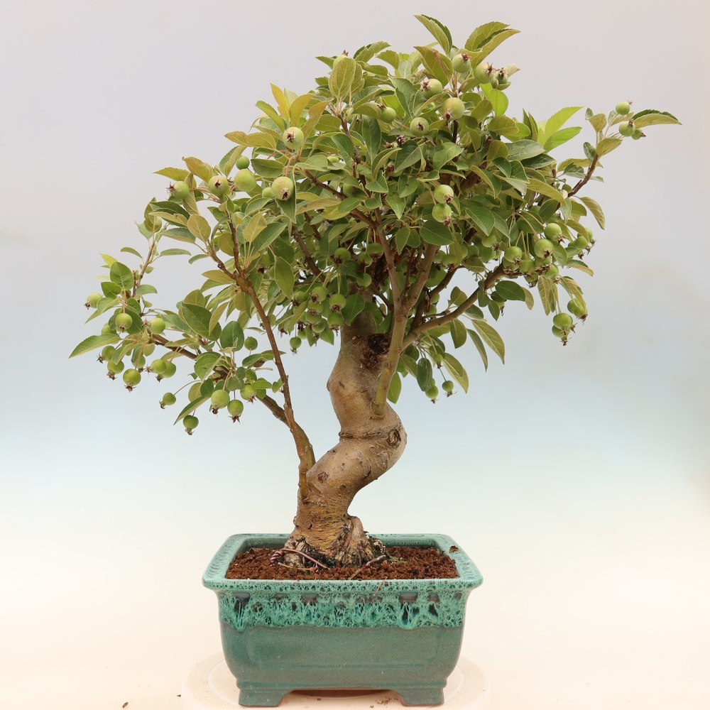 Venkovní bonsai -Malus halliana - Maloplodá jabloň